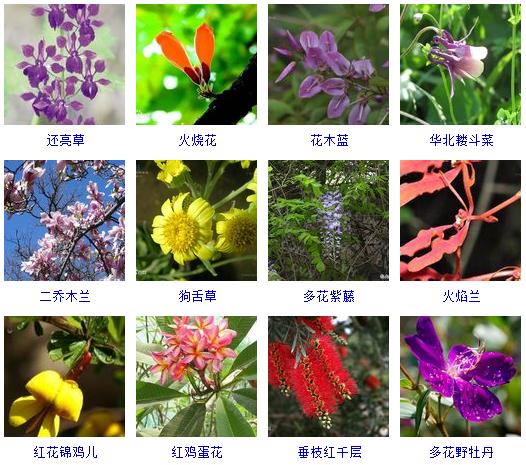 春天有哪些花会开的特征,在春天有哪些花会开常见的