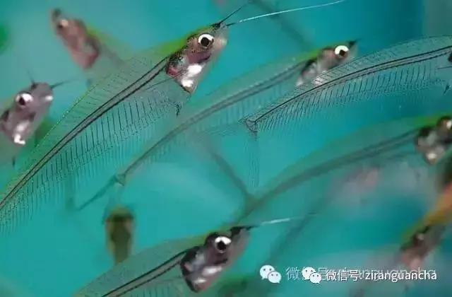 生物分类方法和技巧,最全生物分类