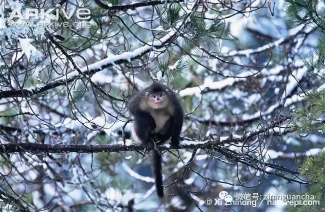 生物分类方法和技巧,最全生物分类