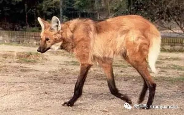 生物分类方法和技巧,最全生物分类