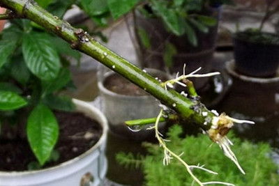 水培栀子花怎么修剪才能促进开花,栀子花什么时候换盆水培开花