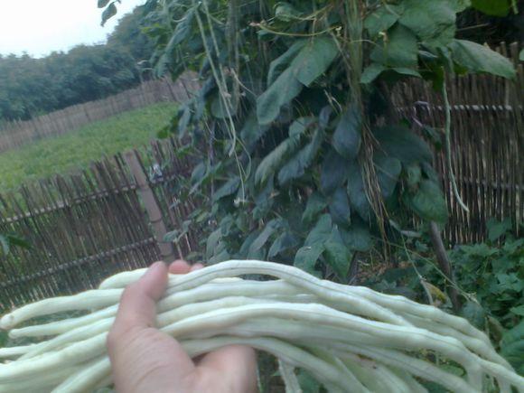 在农村钓鱼用什么虫子,农村钓鱼用什么饵料最好