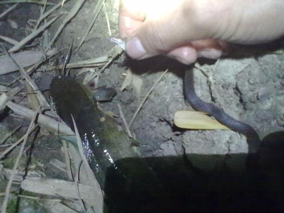 在农村钓鱼用什么虫子,农村钓鱼用什么饵料最好