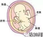 孕5月宝宝发育+食材推荐