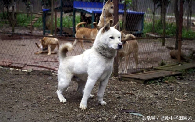 高颜值广西土猎犬,广西土猎标准身材