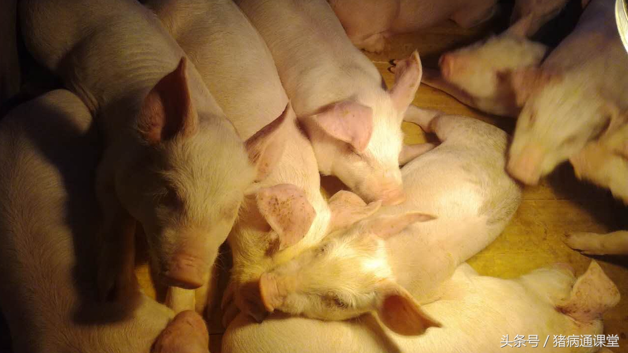 猪得了猪流感用什么药,猪出现流感流鼻涕用什么药