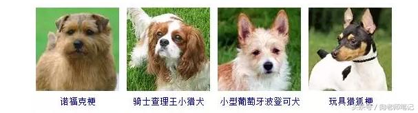 狗狗品种大全按体型智商怎么分,聪明狗狗品种大全及图片及名字