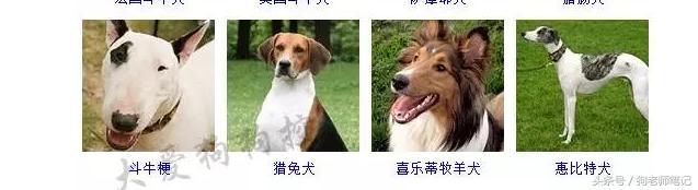 狗狗品种大全按体型智商怎么分,聪明狗狗品种大全及图片及名字