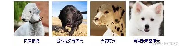 狗狗品种大全按体型智商怎么分,聪明狗狗品种大全及图片及名字
