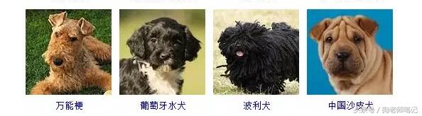 狗狗品种大全按体型智商怎么分,聪明狗狗品种大全及图片及名字