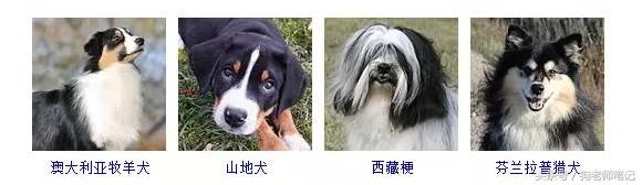 狗狗品种大全按体型智商怎么分,聪明狗狗品种大全及图片及名字
