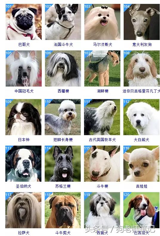 狗狗品种大全按体型智商怎么分,聪明狗狗品种大全及图片及名字