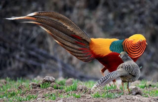 云南十大漂亮的鸡,云南第一生态鸡