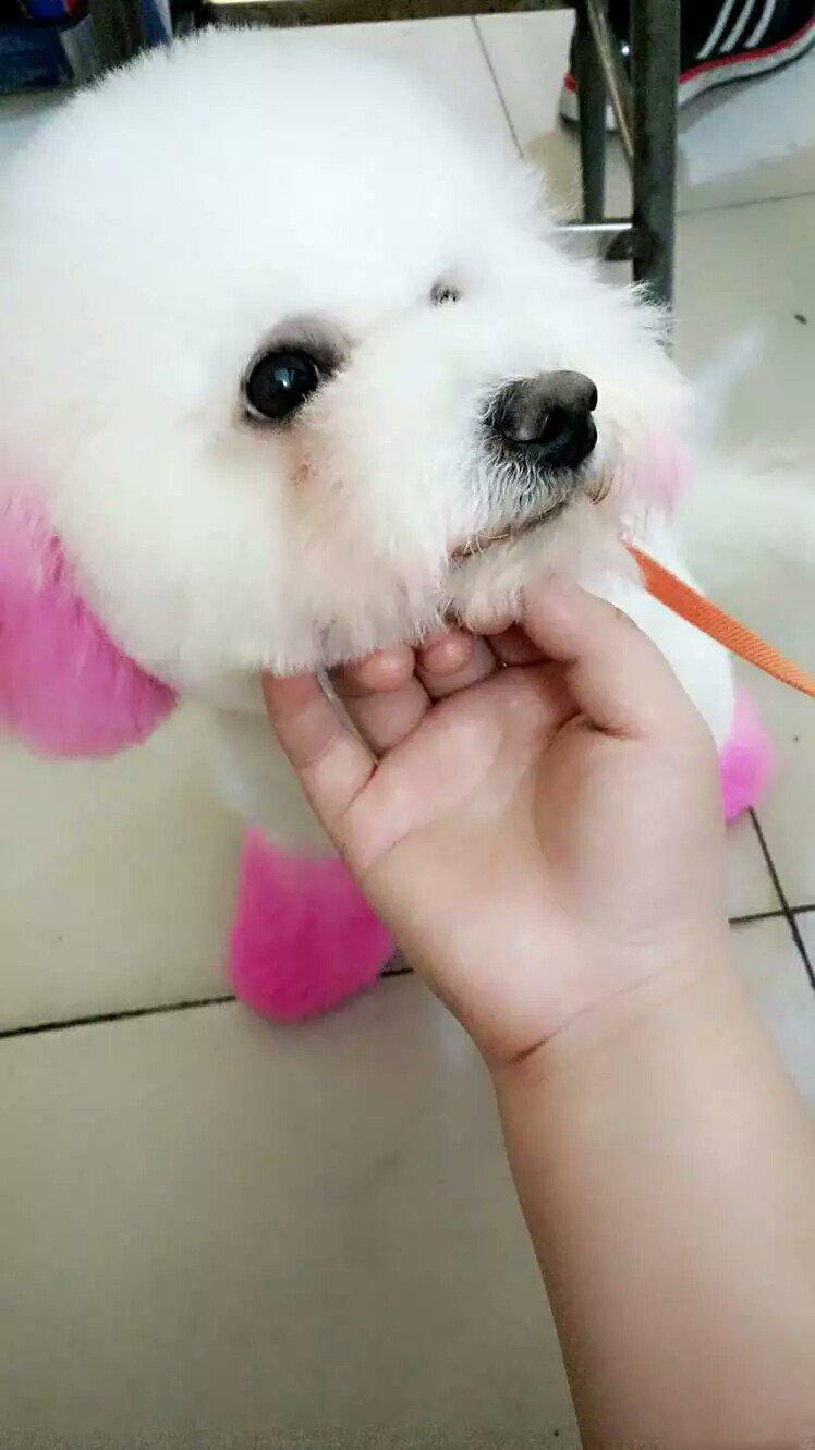 陈赫晒女儿给狗狗喂食,陈赫晒萌宠照片狗狗名字太霸气