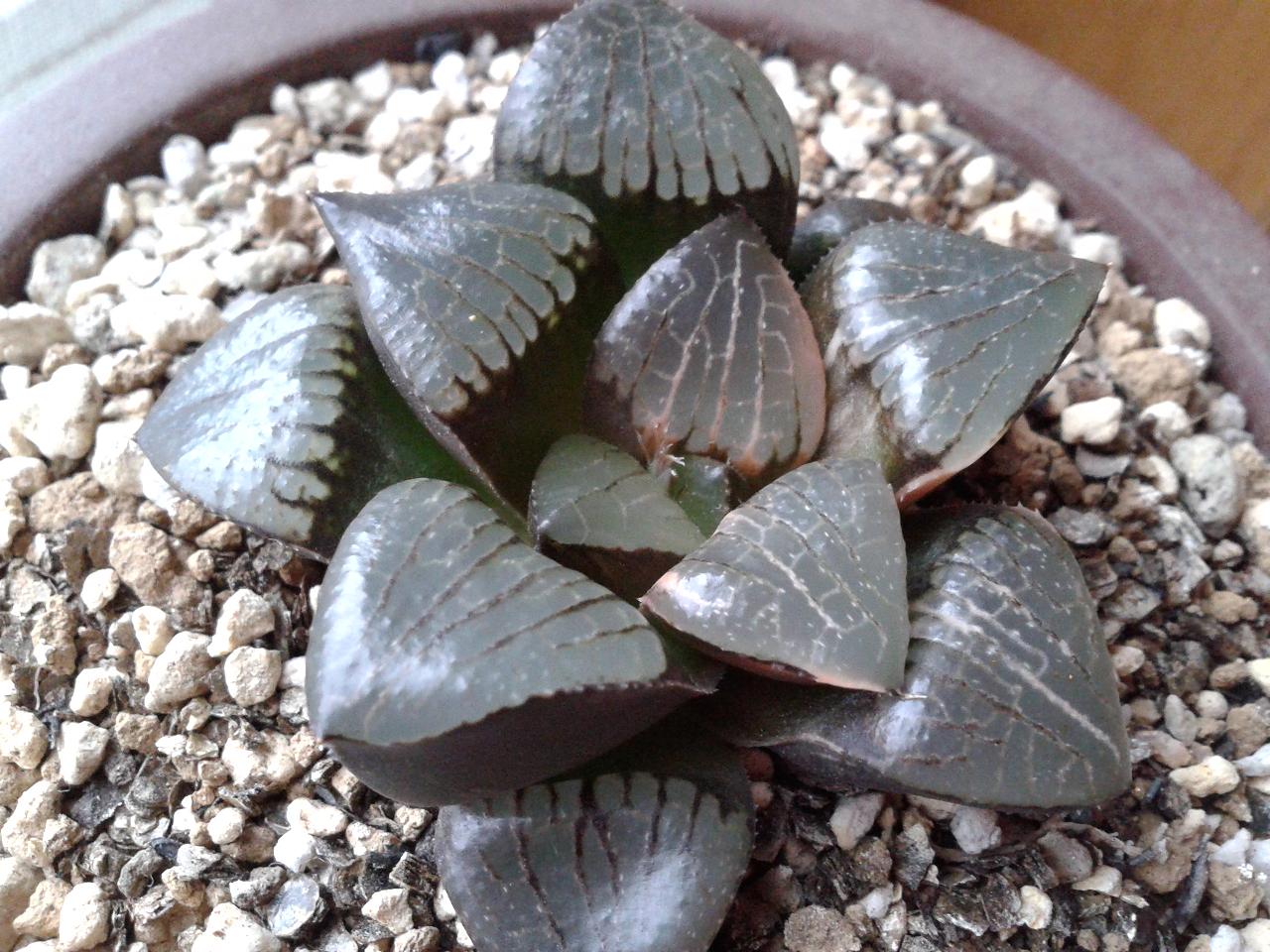 十二卷寿品相,十二卷玉寿