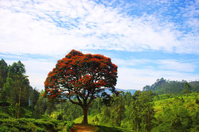 斯里兰卡旅游7天多少钱,去斯里兰卡最便宜方法