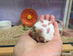 仓鼠幼鼠怎么训练上手,仓鼠应该怎样训练上手