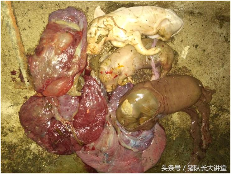 猪队长大讲堂养猪药物,猪队长养猪日常记