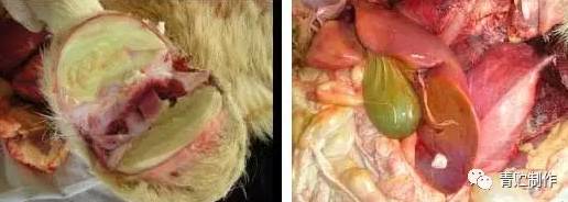 犊牛关节肿大用什么药治,新生牛犊关节肿大怎么治疗