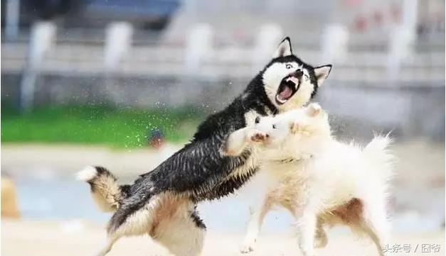 哈士奇再战萨摩耶，两傻相争必有一伤呐~这眼神亮了！