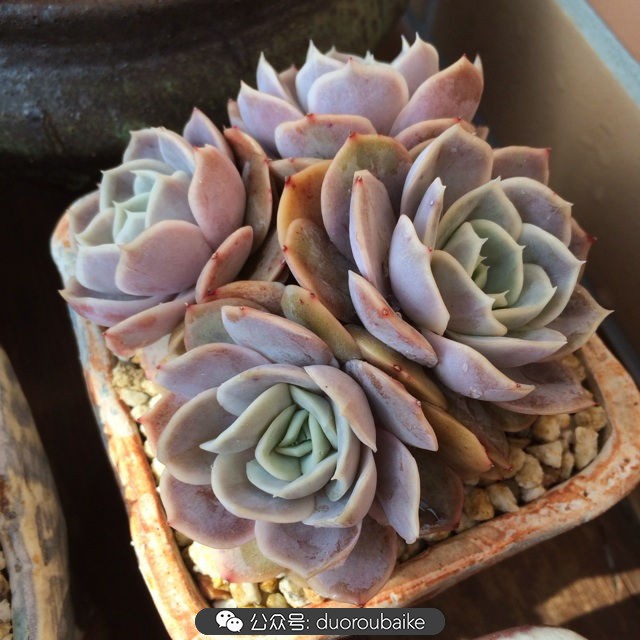江浙沪多肉过冬,江浙沪一年四季露养的多肉