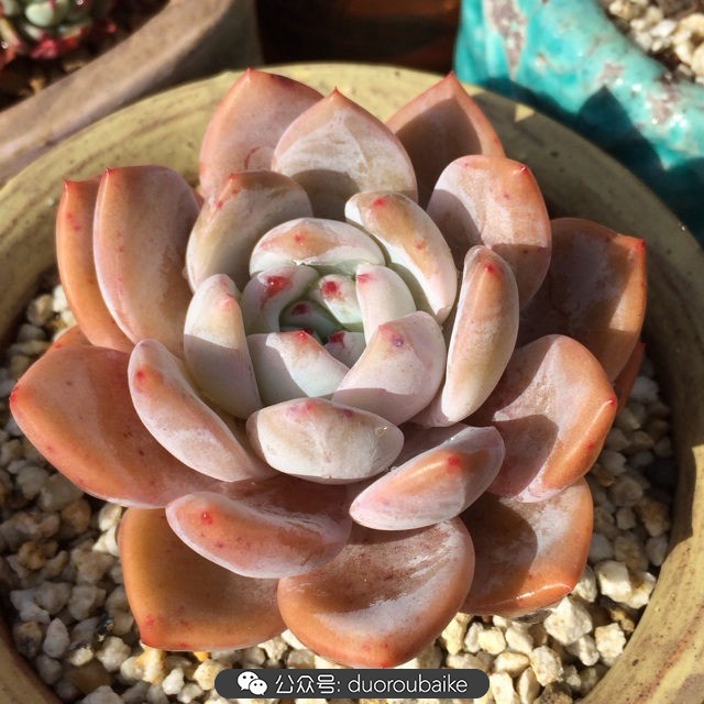 江浙沪多肉过冬,江浙沪一年四季露养的多肉