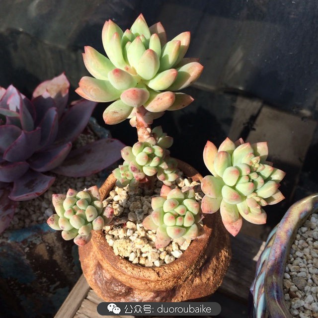 江浙沪多肉过冬,江浙沪一年四季露养的多肉