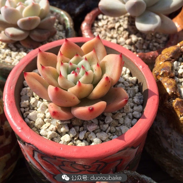 江浙沪多肉过冬,江浙沪一年四季露养的多肉