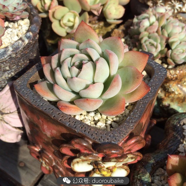 江浙沪多肉过冬,江浙沪一年四季露养的多肉