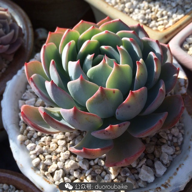 江浙沪多肉过冬,江浙沪一年四季露养的多肉