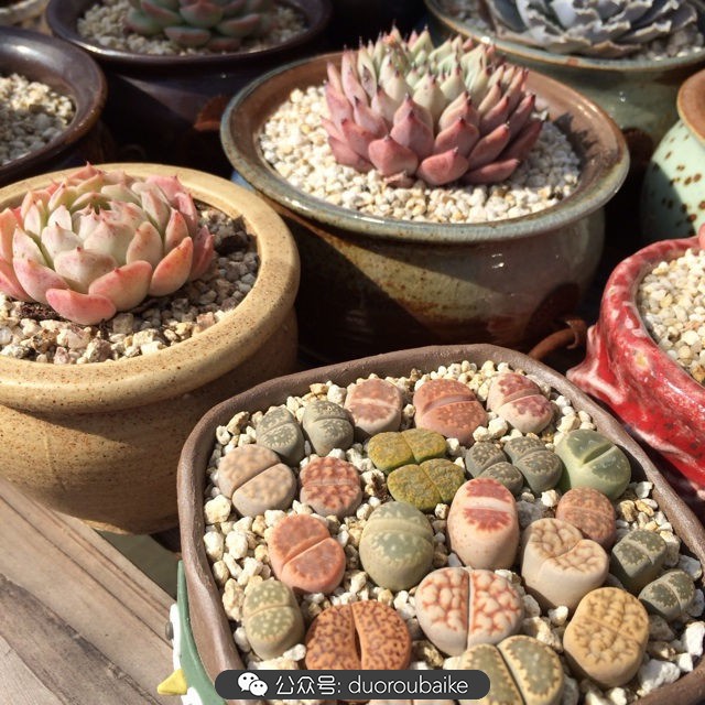 江浙沪多肉过冬,江浙沪一年四季露养的多肉