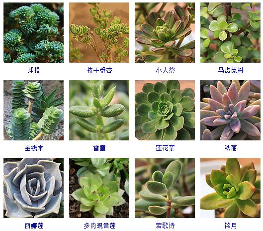 多肉植物150种大全,多肉种植攻略150种常见多肉植物