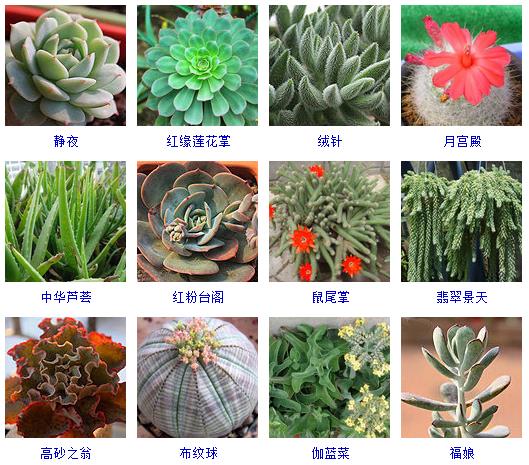 多肉植物150种大全,多肉种植攻略150种常见多肉植物