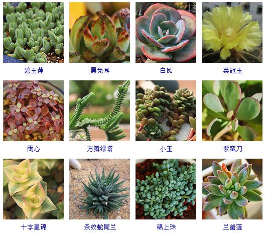 多肉植物150种大全,多肉种植攻略150种常见多肉植物