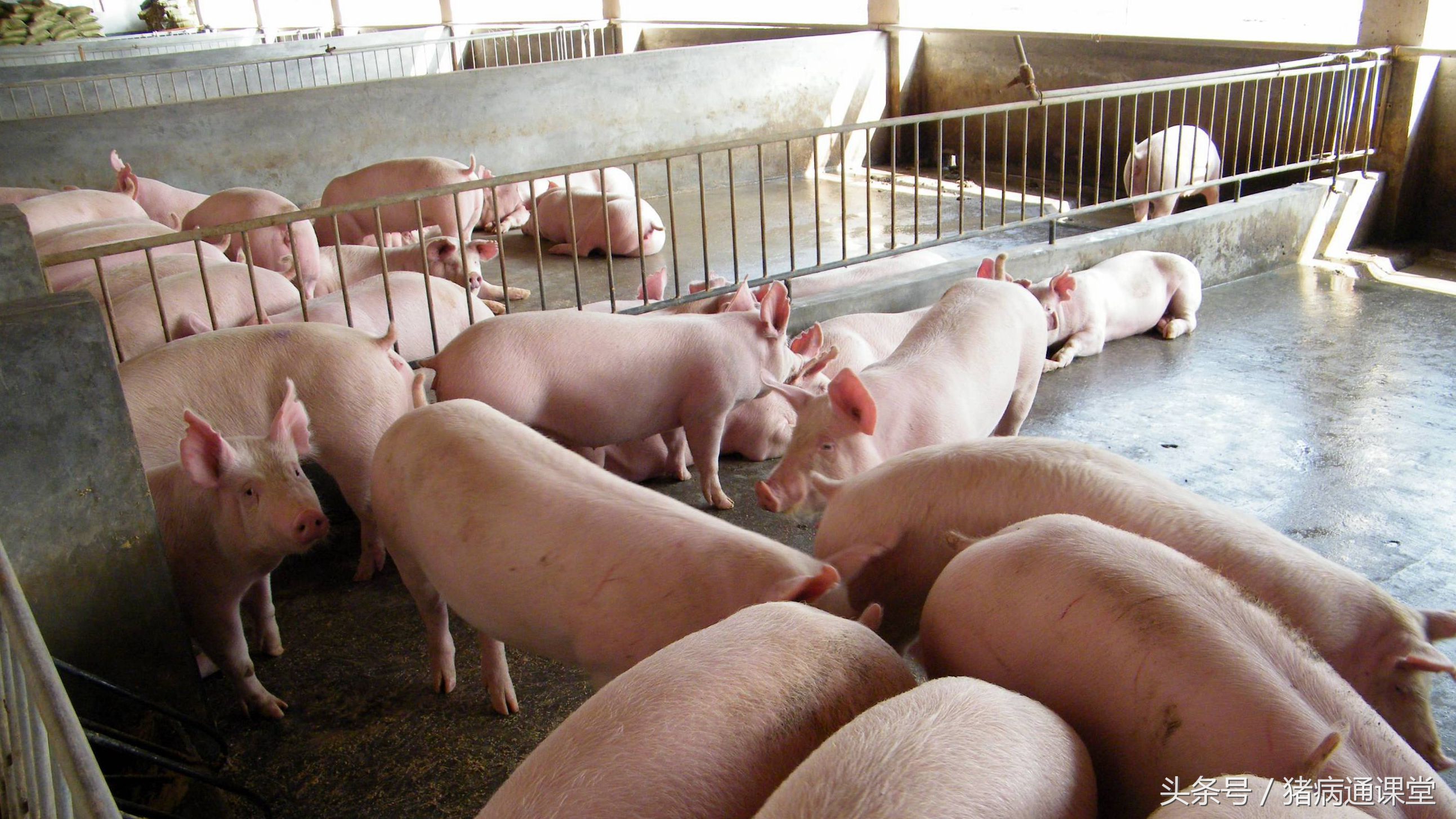 刚生的小猪不吃奶是怎么回事,刚生的小猪不吃奶为什么