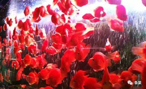 红招财鹦鹉鱼怎么养最红,招财红色鹦鹉鱼怎么养活