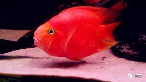 红招财鹦鹉鱼怎么养最红,招财红色鹦鹉鱼怎么养活