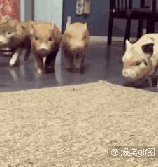 斗地主发牌机多少钱一台,发牌机玩斗地主