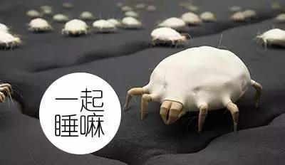 怎样正确选购除螨仪,如何选购除螨仪家用