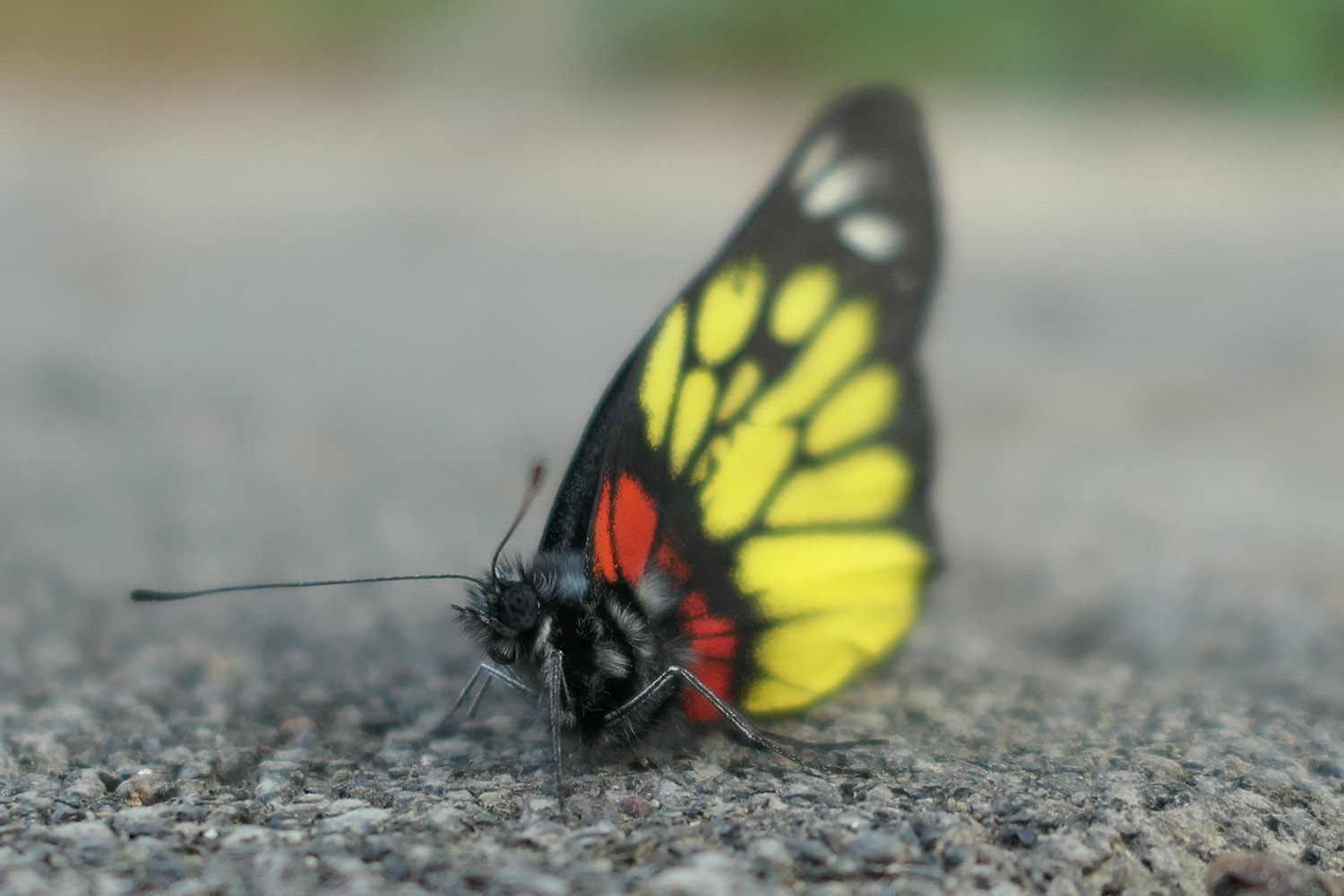 大光圈松下lx10评测,松下lx10微距对焦不上