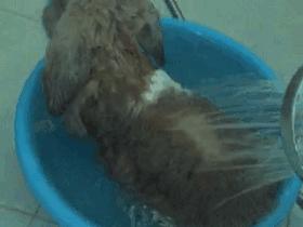 宠物兔能不能洗澡,宠物兔能洗澡吗怎么洗好