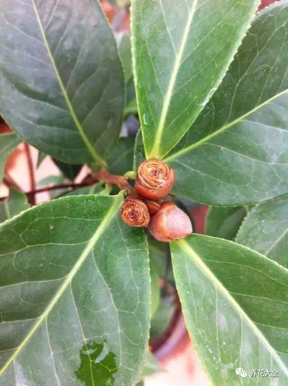 养薄荷的修剪方法技巧,修剪映山红花的技巧