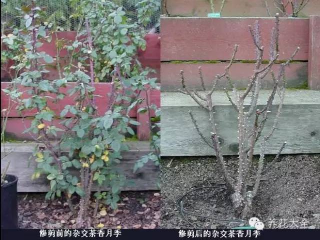 养薄荷的修剪方法技巧,修剪映山红花的技巧