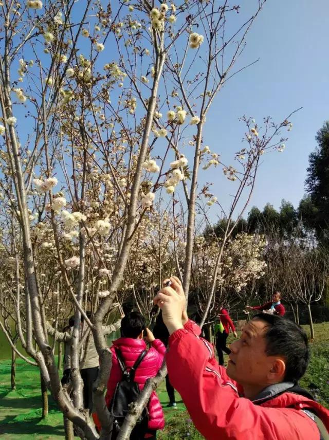 清远最美的花海在什么景点,广东清远花海风景