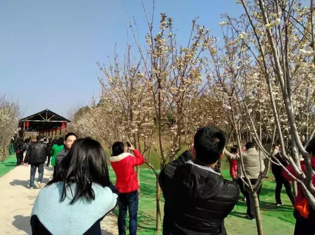 清远最美的花海在什么景点,广东清远花海风景