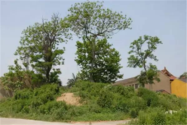 最美乡村魅力城市巡拍,最美乡镇巡礼金坛