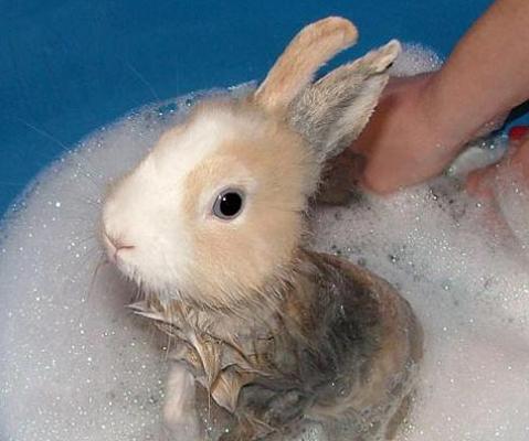 兔子洗澡后死了,兔子洗澡后奄奄一息还能救活吗