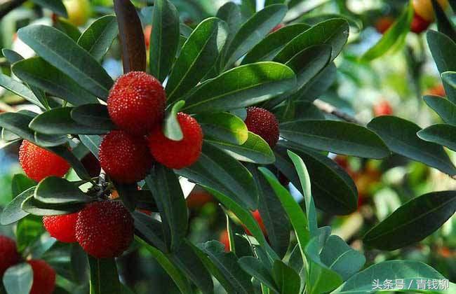 杨梅大树矮化高产技术,杨梅高产施什么肥料