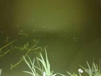 虾海鱼如何混养,海水鱼虾混养最佳模式