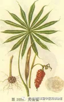 中药的中毒反应时间,吃中药中毒如何处理